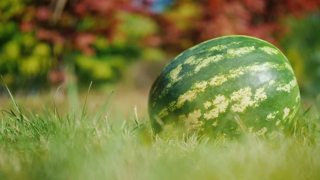 A beautiful ripe watermelon lies on the grass