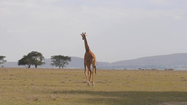 Lonely Giraffe Moves Across Field With Incandescent Earth, African Savannah 4K