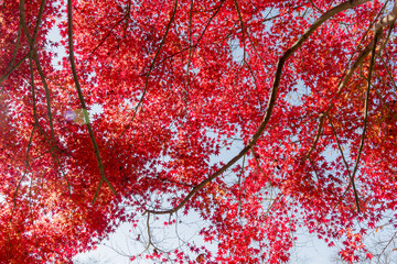 Fototapeta premium 真紅に染まった東漸寺のモミジ