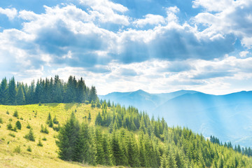 Obraz premium Las na zielonych wzgórzach z niebieskim niebem