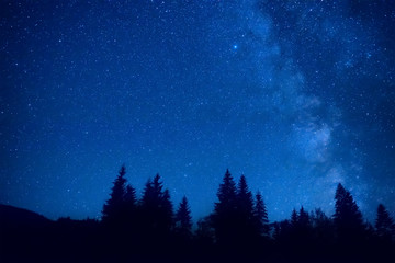 Fototapeta na wymiar Forest at night with pine trees under dark blue sky with many stars