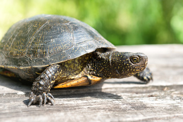 Turtle on wooden desk