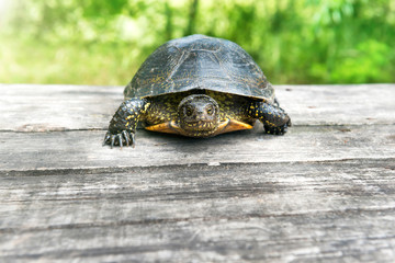 Turtle on wooden desk