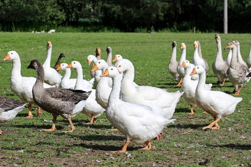 geese on the farm