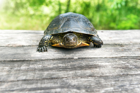 Turtle on wooden desk