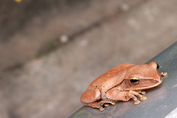 Naklejka premium Common Bush