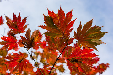 Autumn leaves nature background