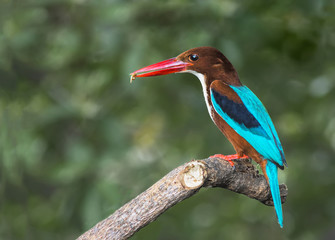 Beautiful bird in nature White-throated Kingfisher