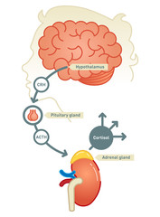 Cortisol diagram vector illustration