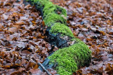 beautiful autumn brown leaves