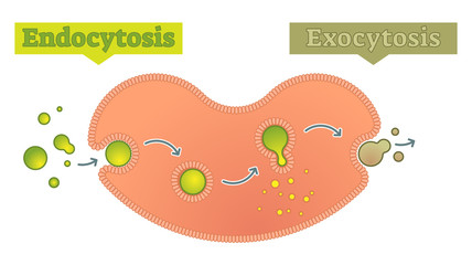 Endocytosis and exocytosis diagram vector illustration