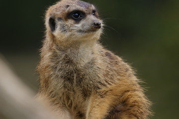 Animal