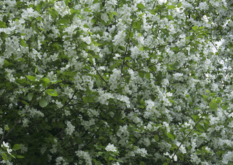 Fototapeta na wymiar the Apple tree blooms white buds