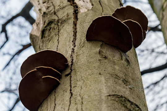 strange tree