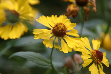 Sonnenbraut - Helenium
