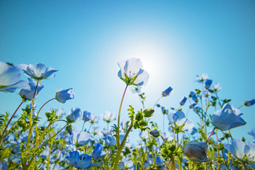 逆光に透けるネモフィラの花