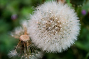 puff flower