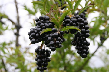 Liguster - Ligustrum