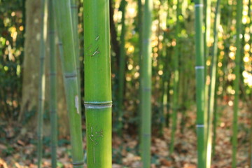 Obraz premium Jardin botanique du château de Flaugergues à Montpellier, France