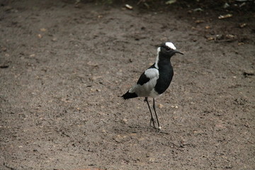 The Unusual Black and White Blacksmith Plover Bird.