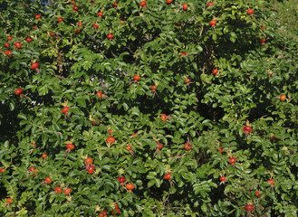 Coffee beans ripening on tree