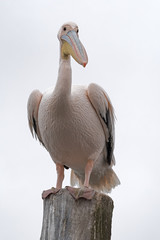 Great White Pelican on a post in Walvis Bay, Namibia