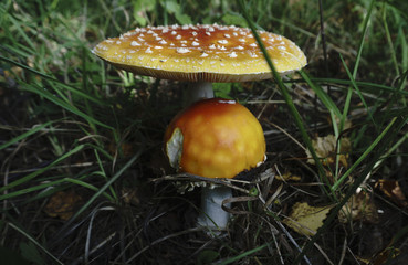 Mushrooms. is rich in mushrooms. Mushrooms are of different types