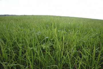 Fototapeta premium Background image of lush grass field under blue sky