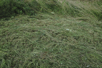Background image of lush grass field under blue sky