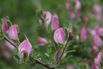 rosa Blüten