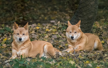 Entspanntes Dingopaar