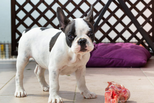 Cute french bulldog puppy with bone