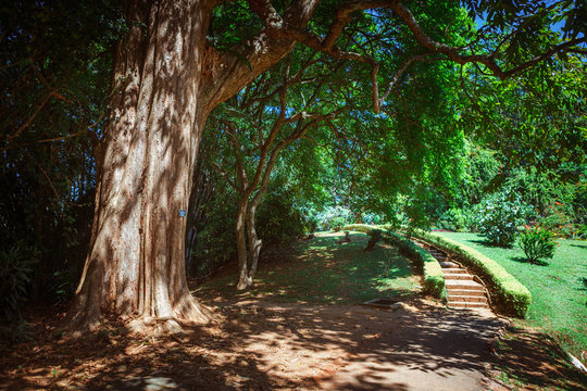 Bamboo alley, walk path and bench in Royal Botanic King Gardens. Peradeniya. Kandy. Sri Lanka.