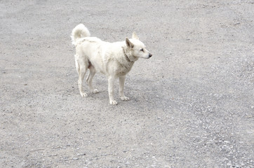 white happy dog on the pavement