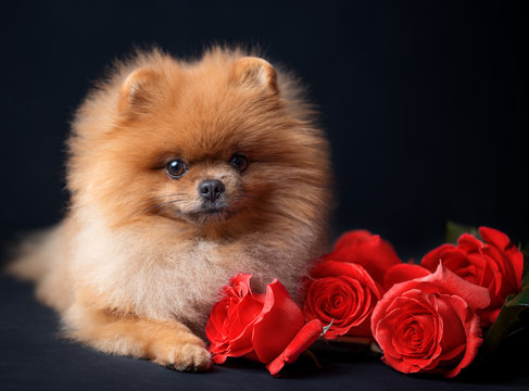Pomeranian dog with purple roses on dark background. Portrait of a dog in a low key. Dog with flowers