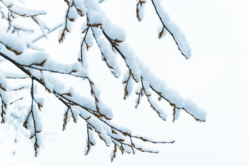 bush branches covered with snow in morning - Powered by Adobe