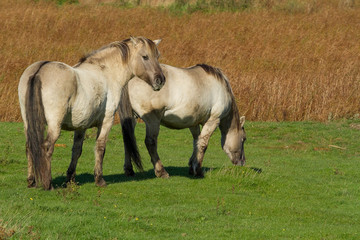 Naklejka na ściany i meble photo of a pair of Konik wild horses