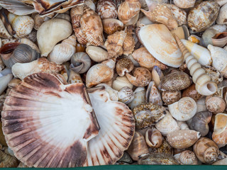 Muschel Textur Nordsee