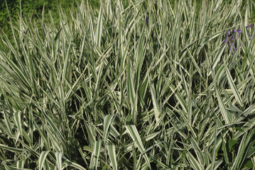 Obraz premium Green grass soccer field background