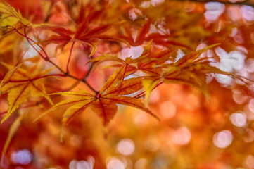 Autumn color, Nagano, Japan