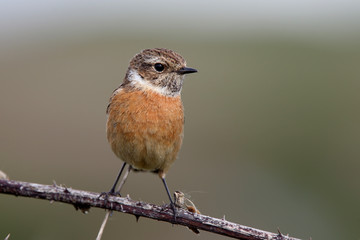 Common Stonechat (Saxicola torquata) female or juvenile, perched on bramble, Marazion Marsh RSPB Reserve, Cornwall, England, UK.