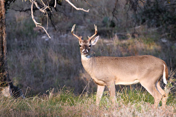 Texas Hill Country Whitetail Deer 