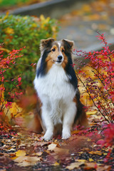 Cute sable Sheltie dog posing outdoors with red bushes and fallen maple leaves in autumn