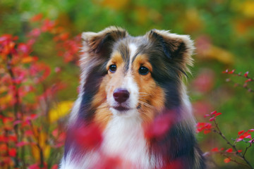 The portrait of a cute sable Sheltie dog posing outdoors with red bushes in autumn