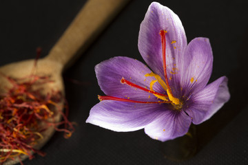Saffron types in a spoon and saffron flower on a black background
