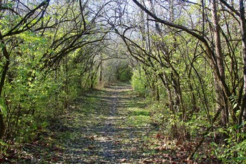 The trail though the vine trees of the park.