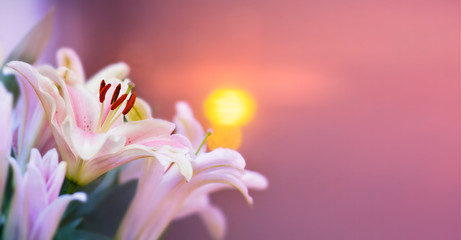 Pink lilly in the garden and tone color pink,Lilly flowers (shallow dof) Natural Banner - obrazy, fototapety, plakaty