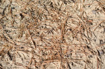 Fir needles on the ground in spring