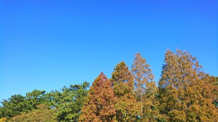 Fototapeta premium colorful tree leaves