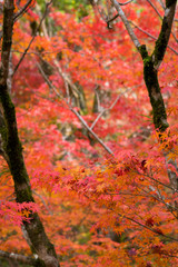 紅葉